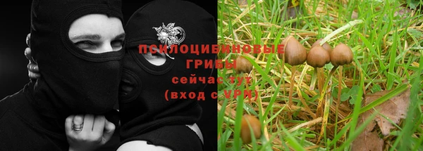 прущие грибы Белоозёрский